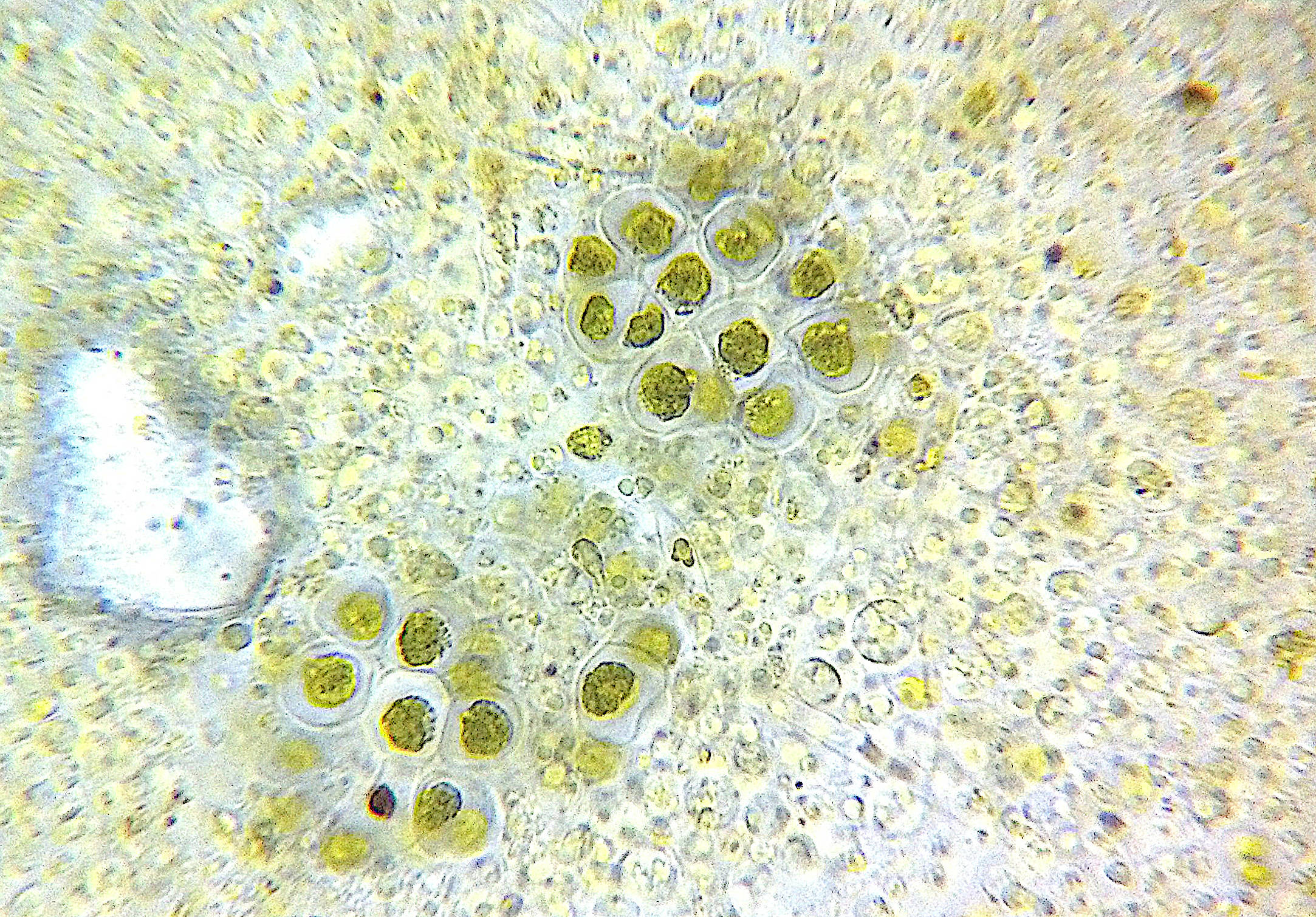 microwave heating chemistry cells- cellencor